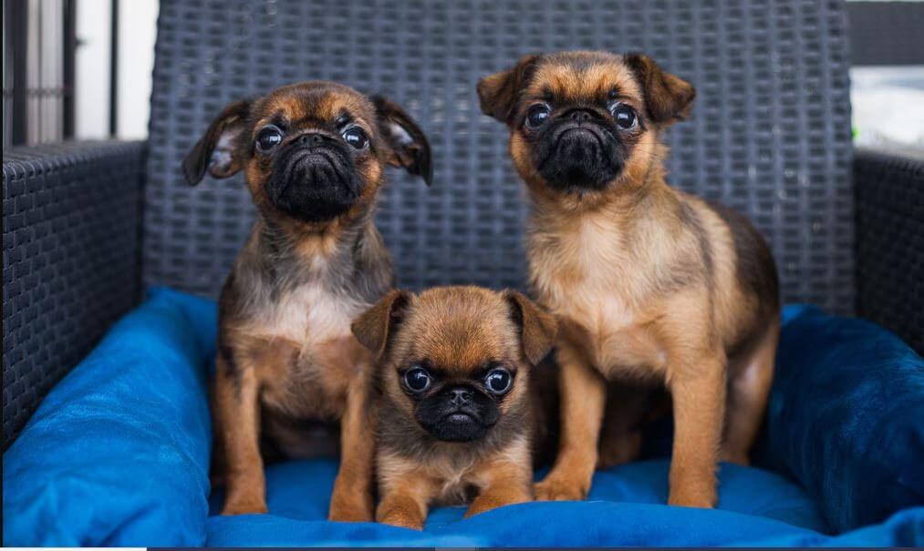 Brussels Griffon